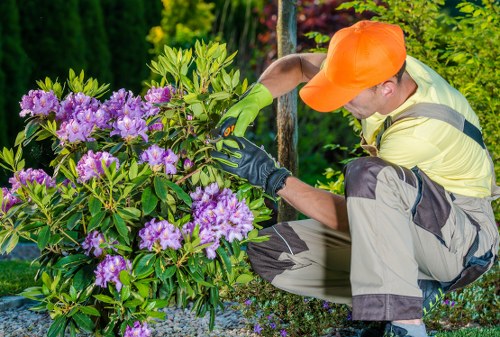 Tree surgeon assessing a mature tree in a Hanwell garden