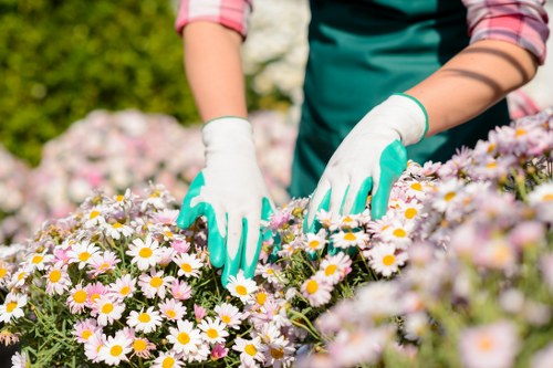 Professional tree care and pruning services in Hanwell