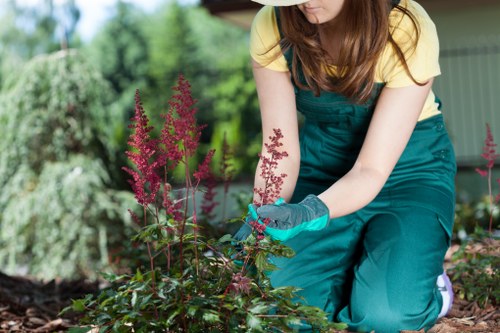Professional hedge trimming and tidy-up work in a local garden